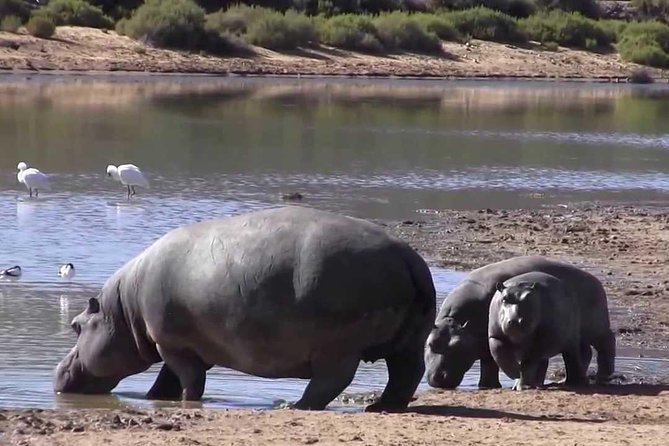 hippos by the watering hole